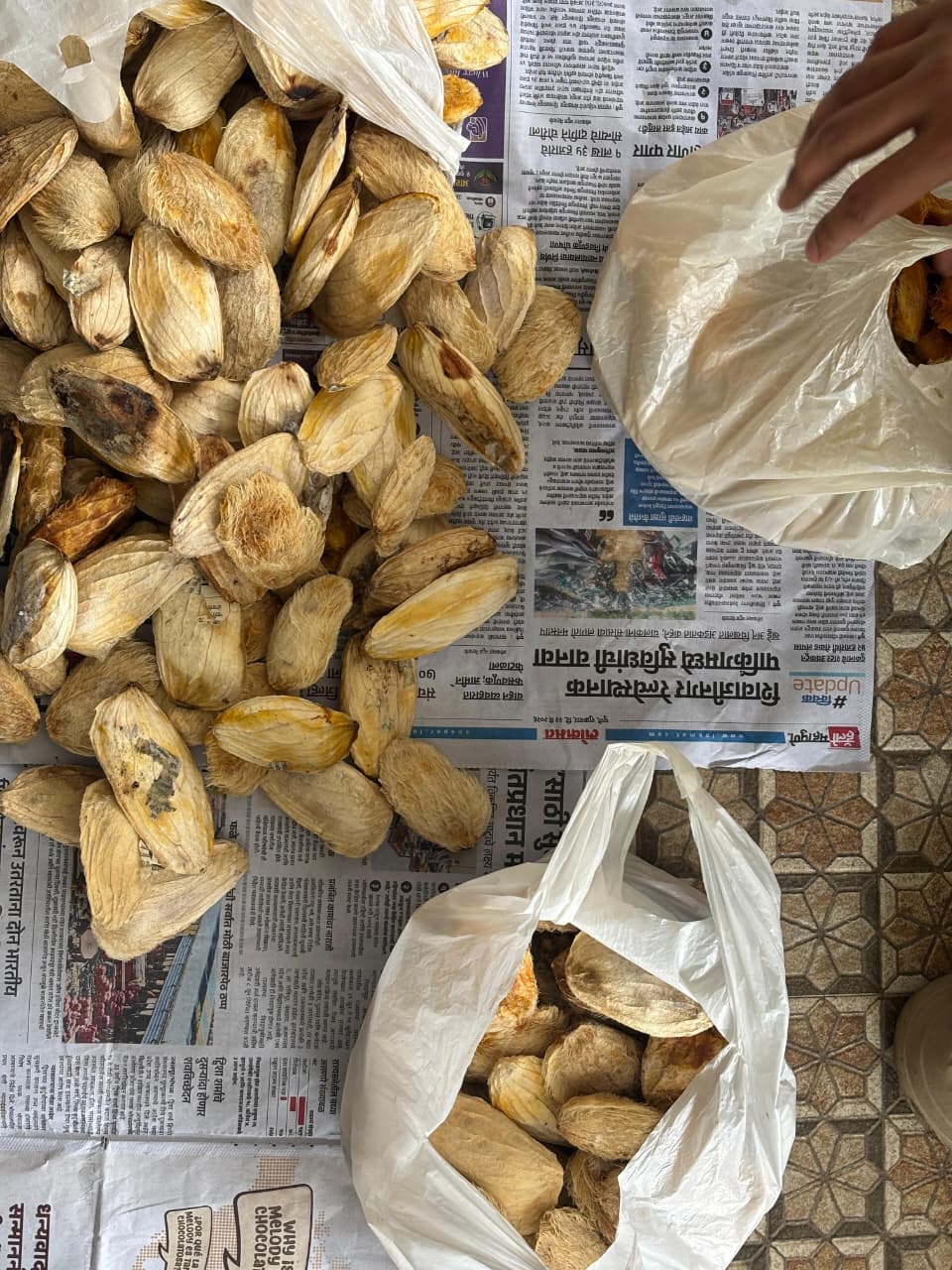 Seeds of change, literally! Our Mango Seed Collection Drive rallied volunteers across multiple zones to gather 1,879 mango seeds, now handed over to Mission Green Mumbai to grow into tomorrow's forests.